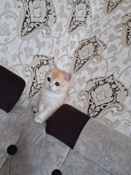 Золотая шиншилла НЙ 12