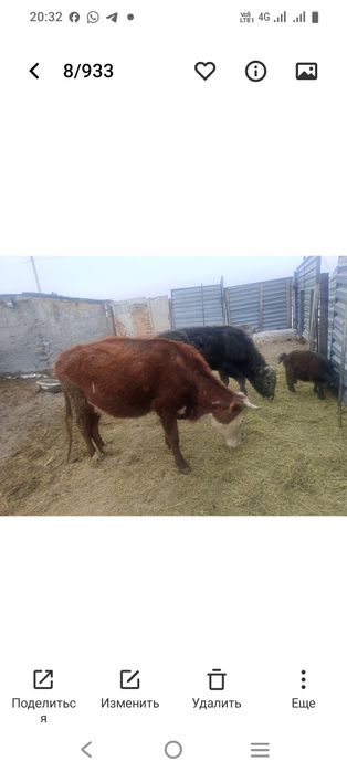 Буаз сиыр сатылады