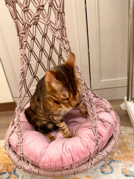 Гамаки для кошек и котов