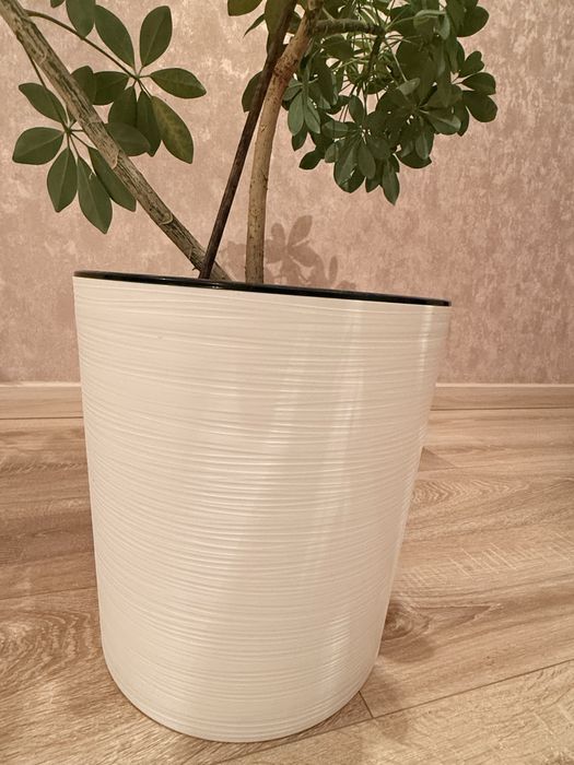 Продам шефлеру 3 ветки