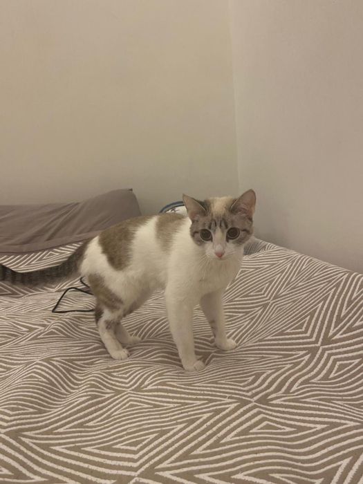 Отдам в хорошие руки