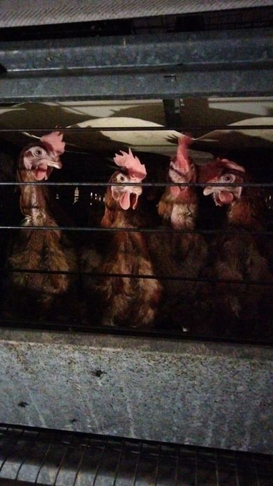 Куры несушки красные