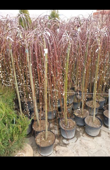 Plante ornamentale și exotice direct de la sursă – Arțar, Brad, Thuja,