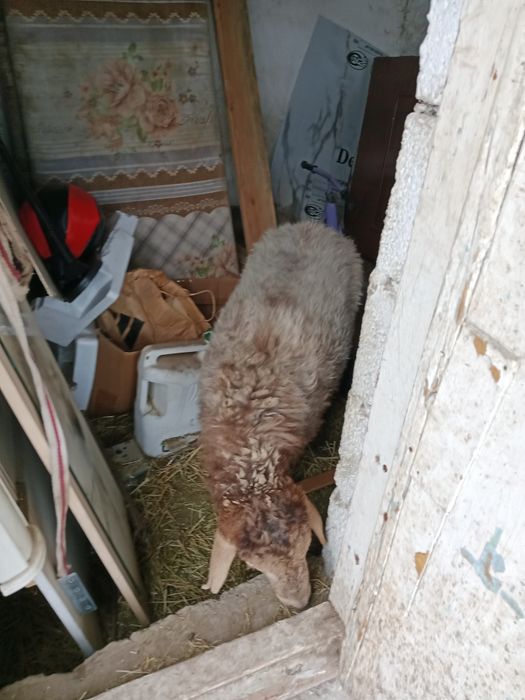 Бордақы ұрғашы тоқты