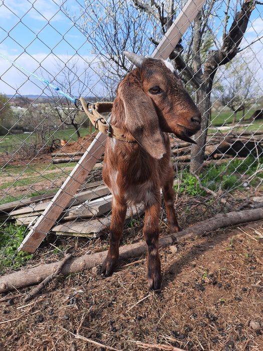Tapisori anglo nubian  vârsta 2 luni