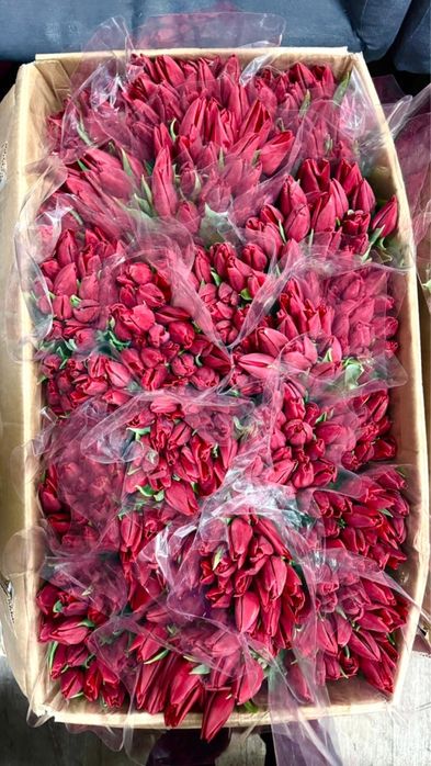 ТЮЛЬПАНЫ 800тг местные 60см