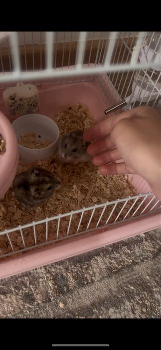 отдам хомяков в хорошие руки