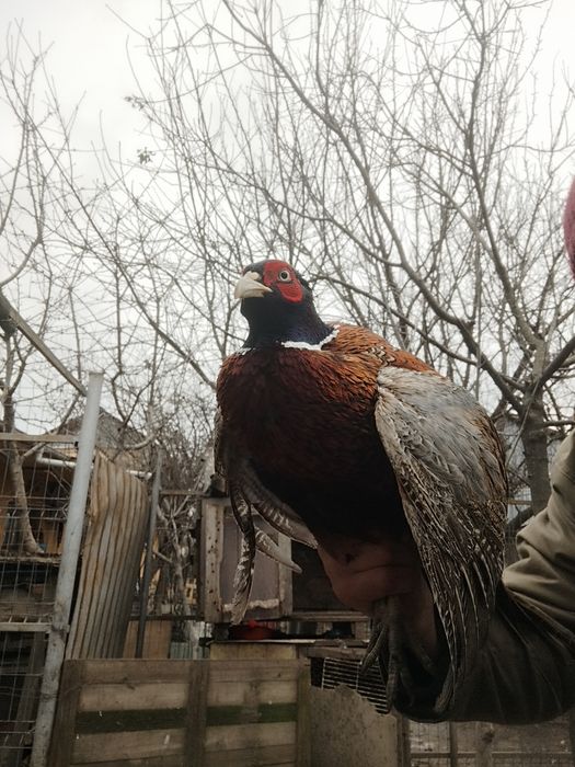 Vând fazani tineri 100 lei