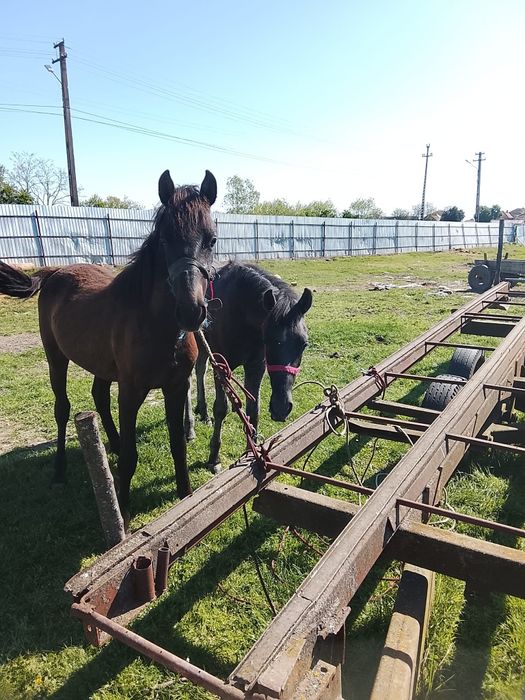 Schimb sau vând 2 mânji