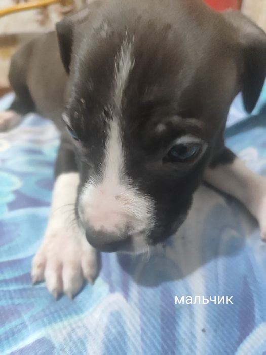 Продам щенков породы Стаффорд