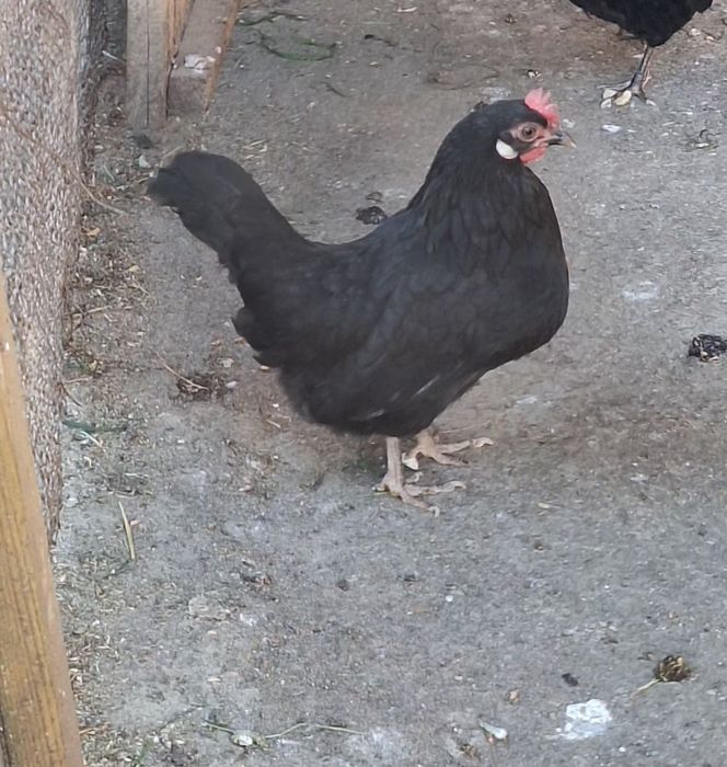 Vand o pereche de cocchina pitic