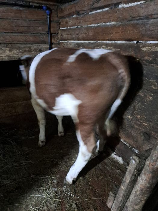 Vand vaca juninca gestanta 1 luna jumate