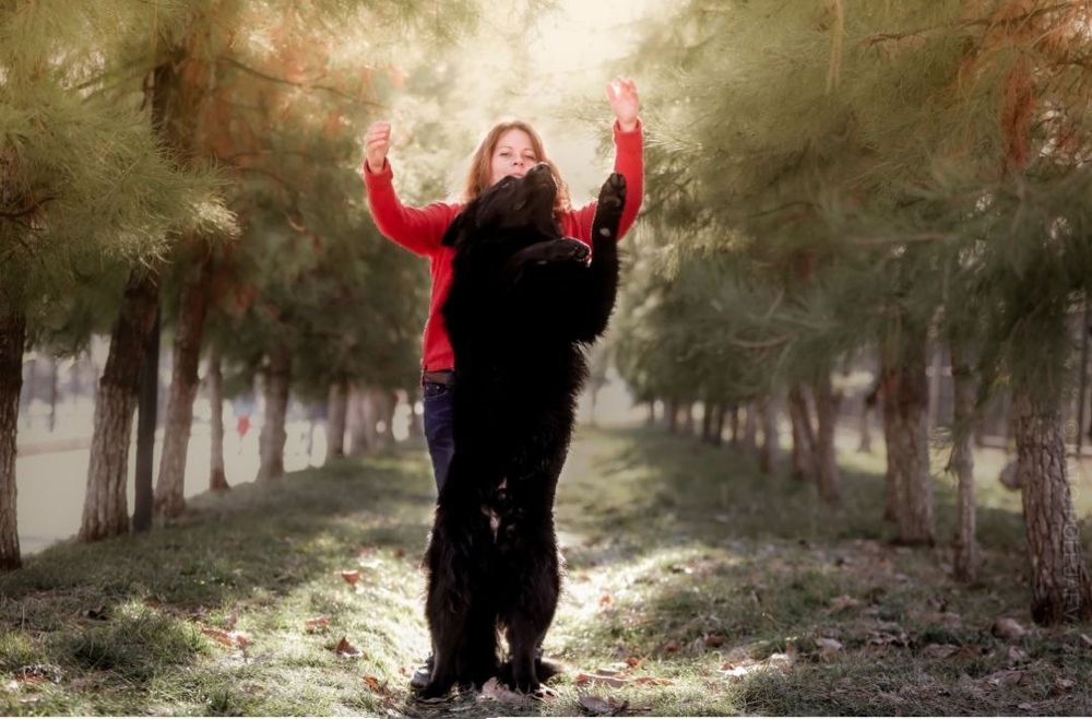 Передержка животных! Професиональная Любовь и забота о вашем любимце