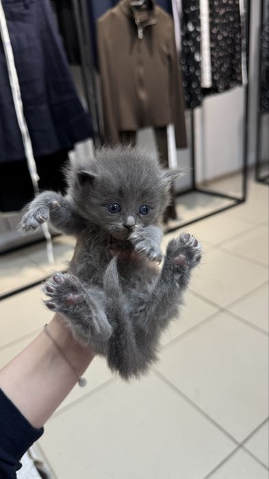 Отдам в добрые руки котят