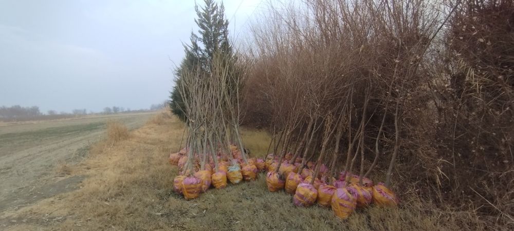 Yasin koʻchati. Ясин.  шумтол кучат