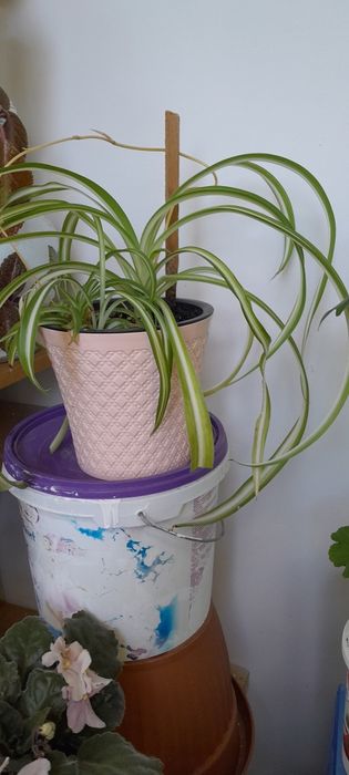 Герани, хлорофирум