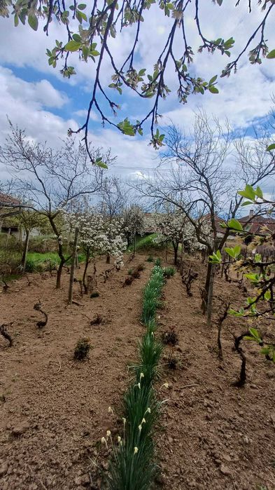 Pivniță cu cramă de vânzare