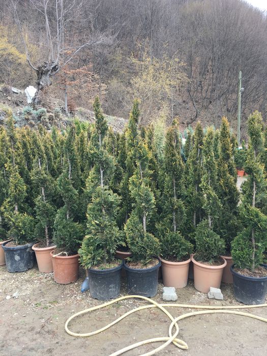 Catalpa / Pon Pon / Palmier Cycas