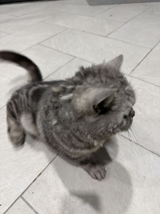 Скотиш Страйт Scottish Straight