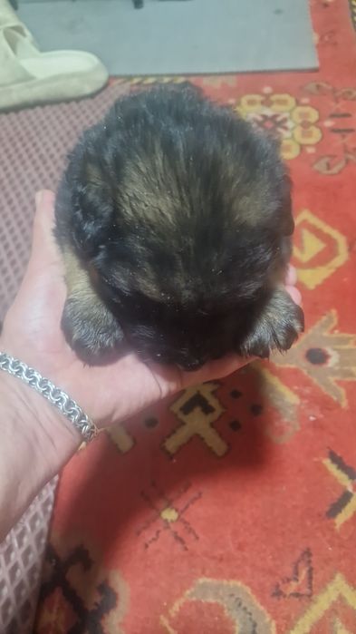 Щенки немецкой овчарки