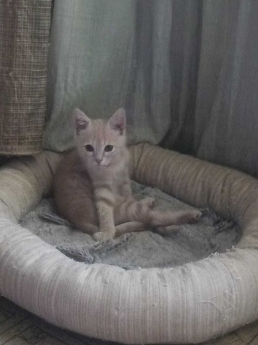 Котик ласковый, игривый