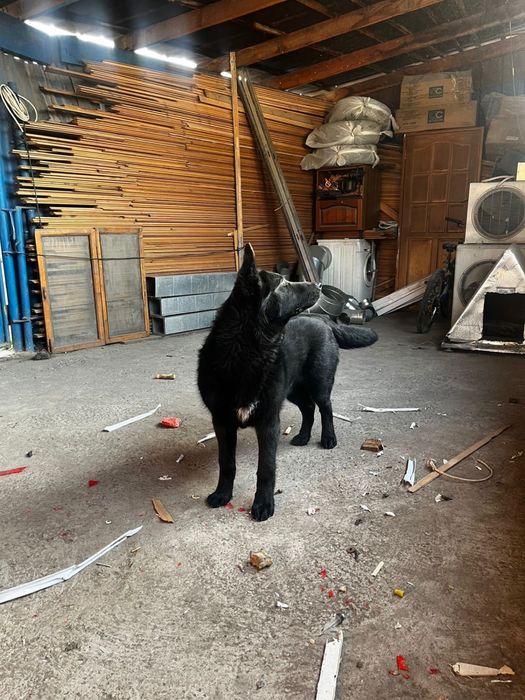 Немецкая Овчарка 6 месяцев