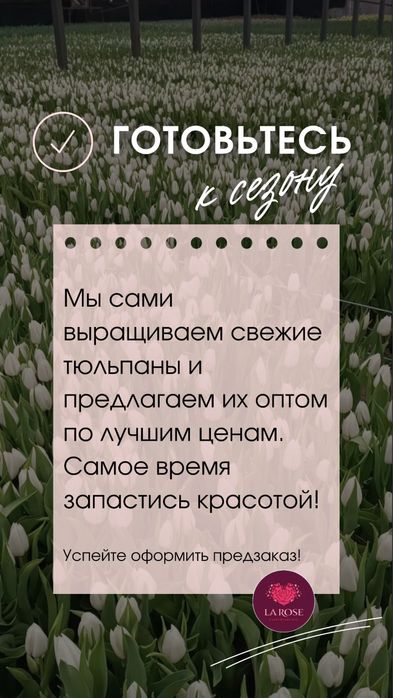 Оптовые тюльпаны напрямую из теплиц