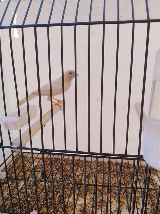 Oq nar sayroda sayrogi oddiy