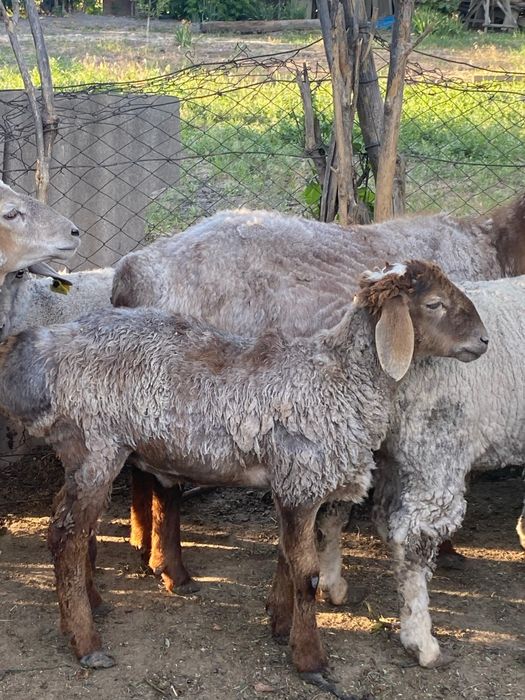 Қошқарлар сатылады