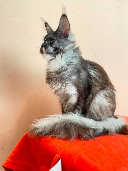 Maine Coon Femelă | BREED ONLY – Pentru un Program de Reproducere Serios
