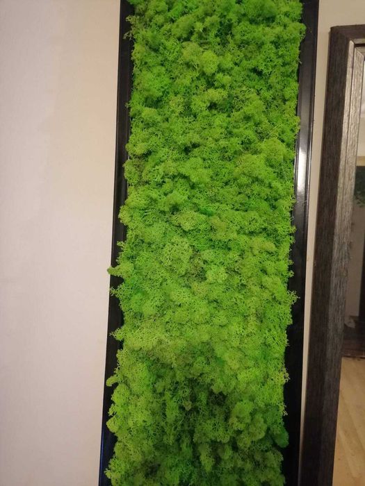 НАЙ-НИСКИ ЦЕНИ! Скандинавски мъх Пана , изработка от скандинавски мъх