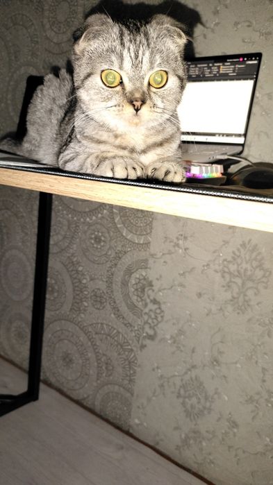 Котёнок ищет кота на вязку