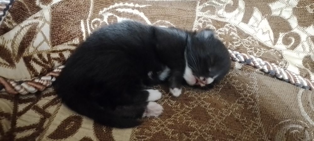 Котята бесплатно