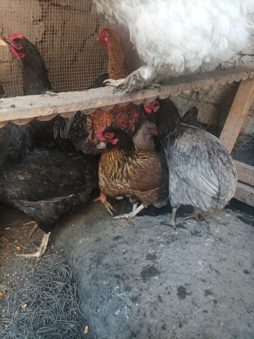 Xo'roz tovuqlar sotiladi xammasi tuxumda