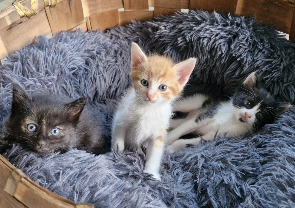 Подарявам малки котета