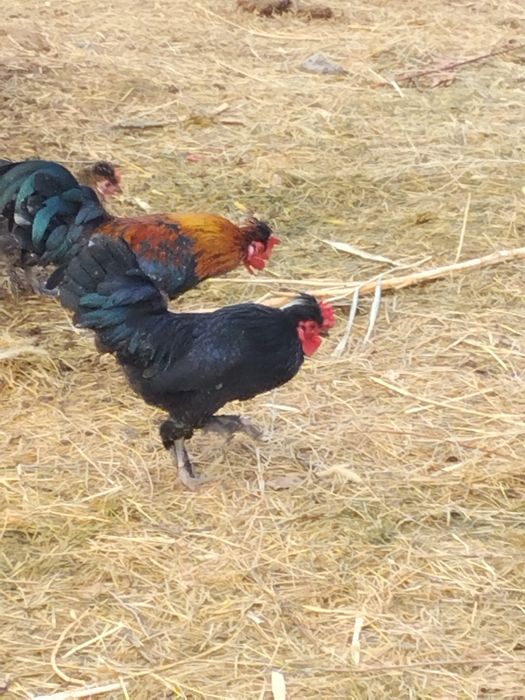 Қораздар сатылады