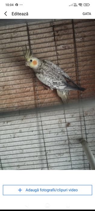Schimb pui Papagal Nimfă 3 luni poza e mai veche cu Voiajori Albi sau Satineti Misirlii Județul Prahova Atenție.!! Nu Vând doar Schimb