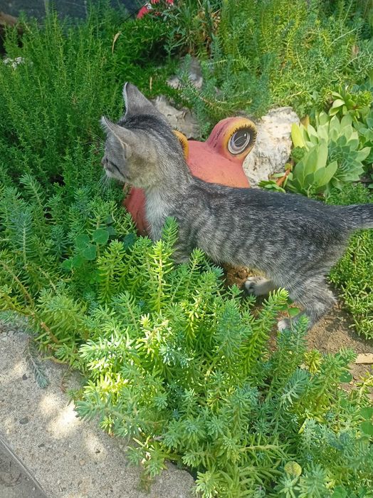 Коте на два месеца търси дом