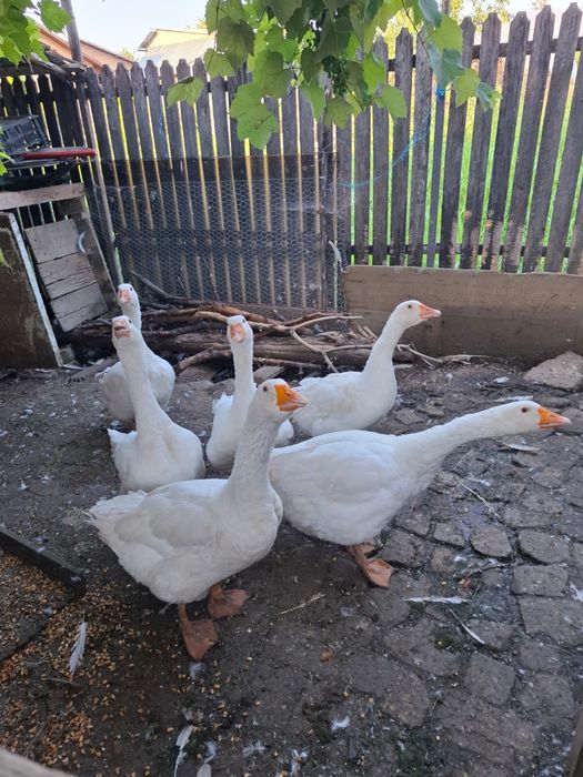 Gâște de vânzare