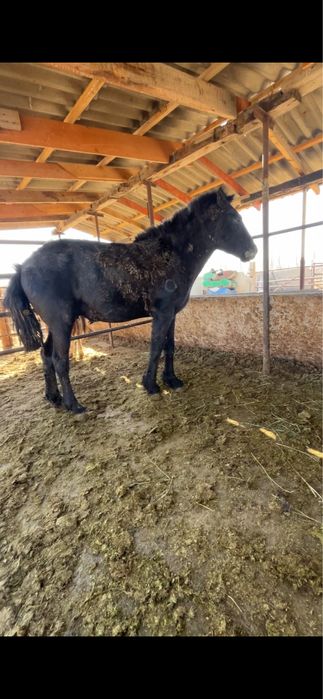 Сатылады семиз жылқы 2,5 жасар