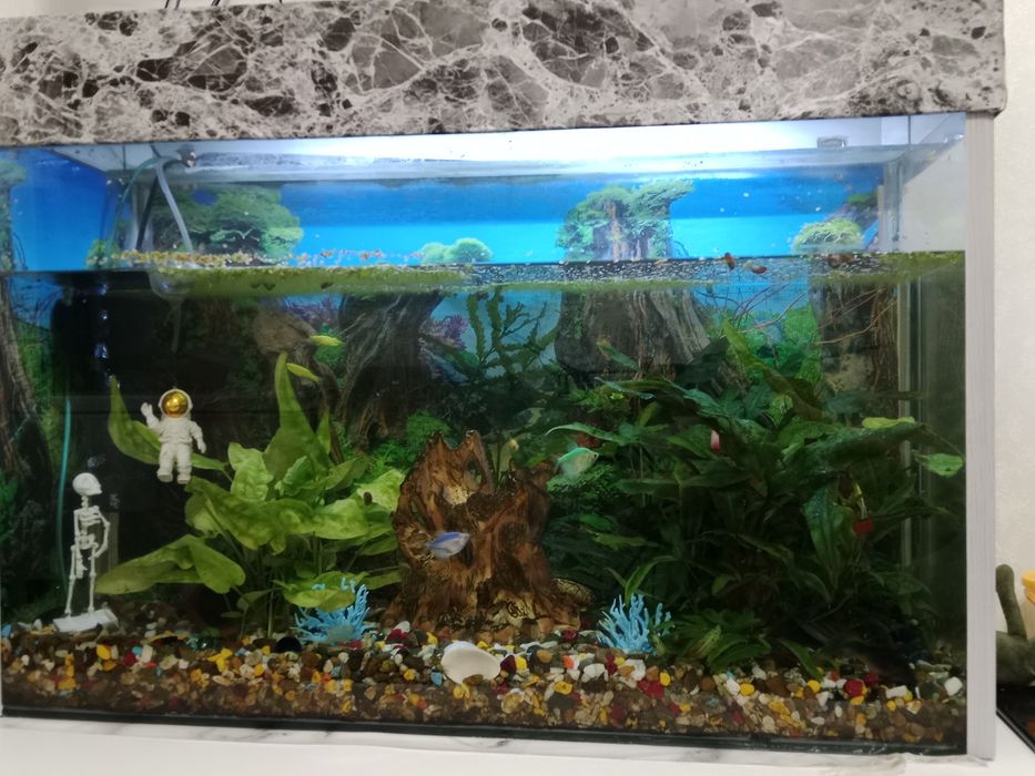 Продам аквариум с рыбками . 100л.