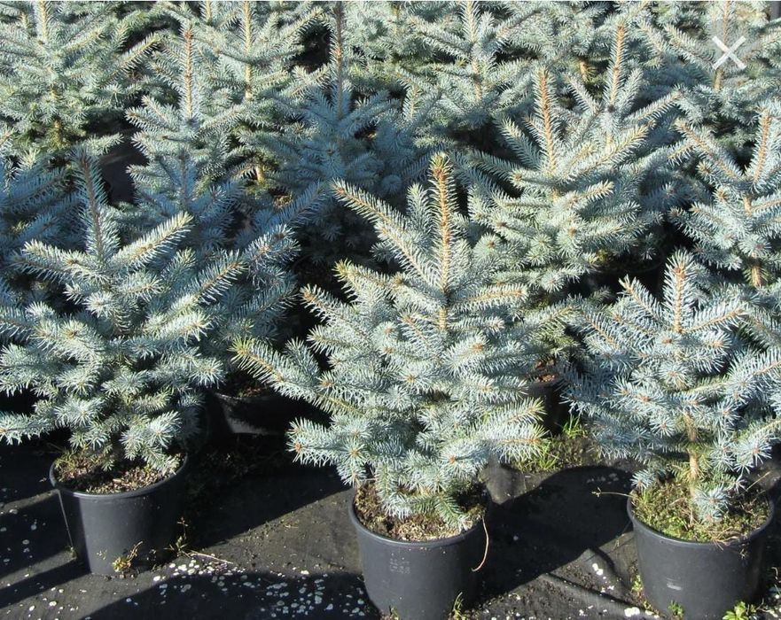 Ель голубая саженцы рябина липа дуб сосна