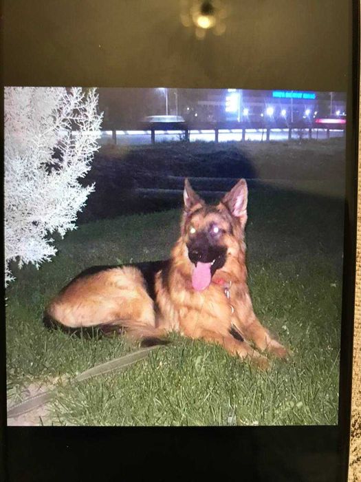 Щенки немецкой длинношерстные