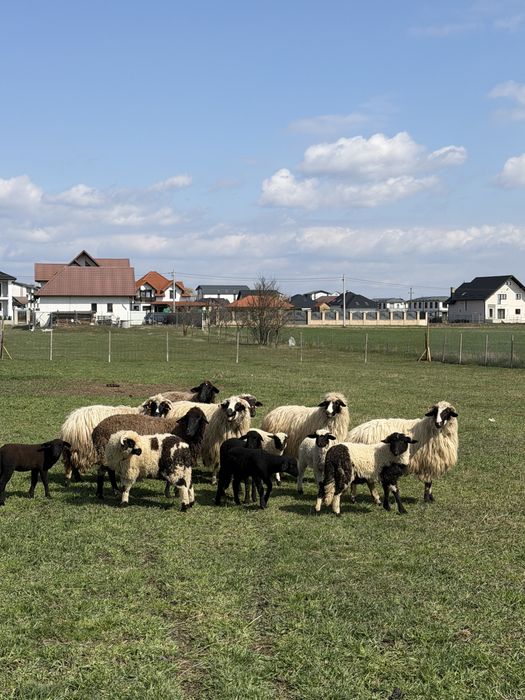 De vanzare foatre bune oi