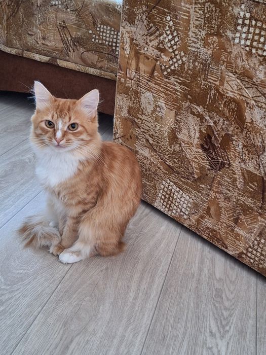 Отдам котика ангорской породы.