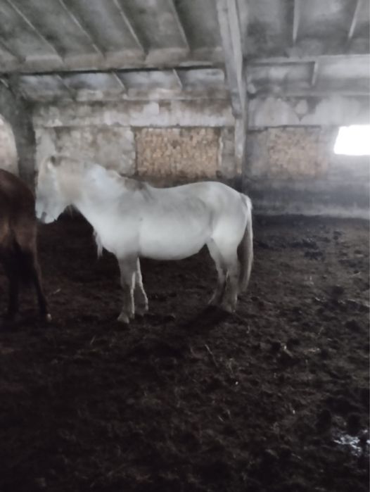 Ту биелер, кобылы