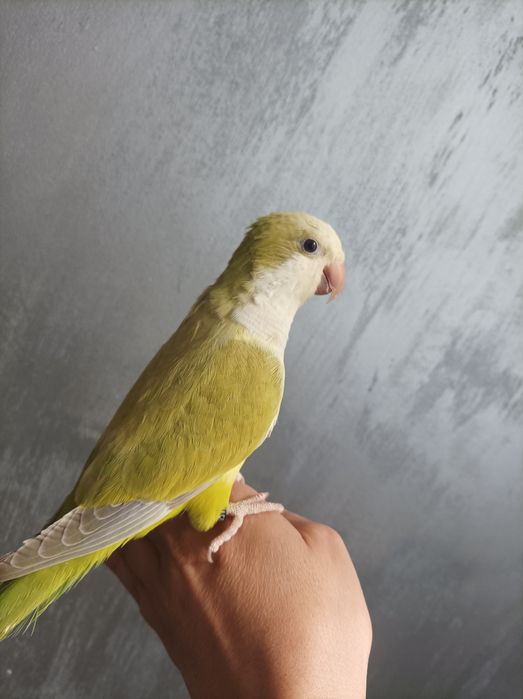 Папагал монах ръчно хранен