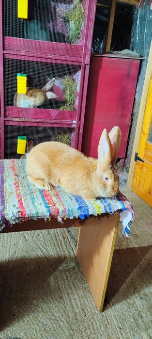 Mascul uriaș german galben