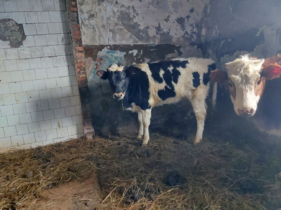 Продам коров тёлок