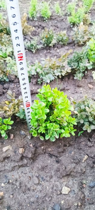 Продавам чемшир!